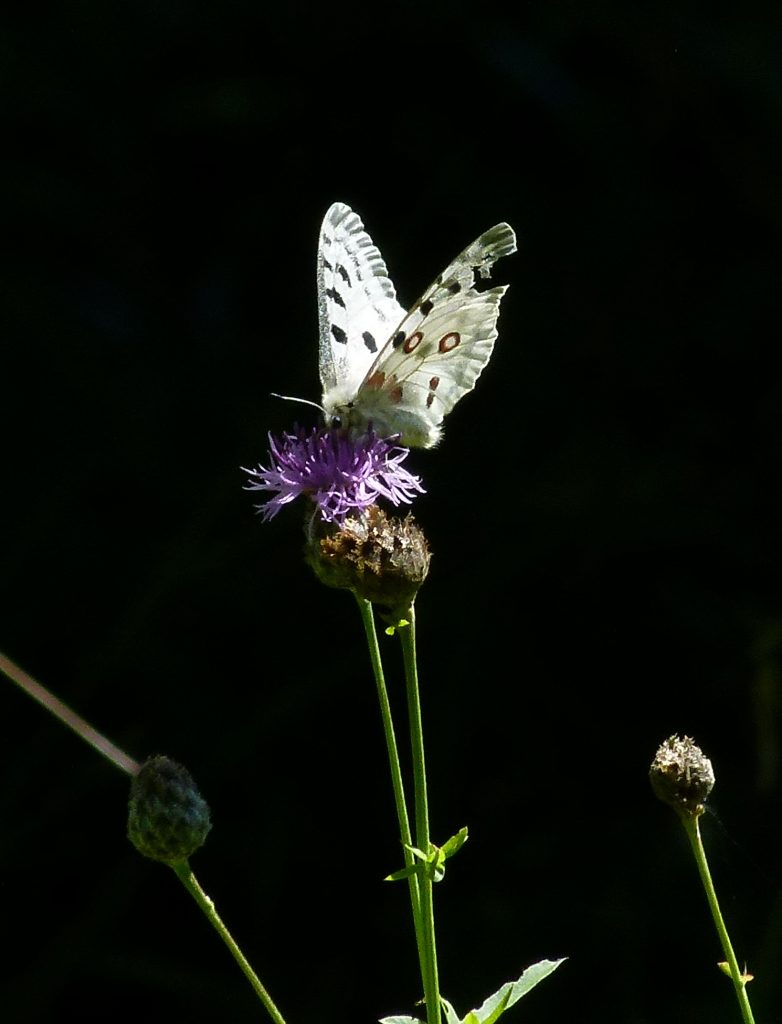 Papillon 3